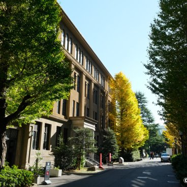 Waseda University (Tokyo), An alley of the campus in autumn