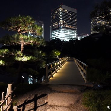 Hamarikyu Tsukimi Sanpo (Tokyo), Night view of the bridge on Shioiri-no-ike pond and a Japanese pine tree 2
