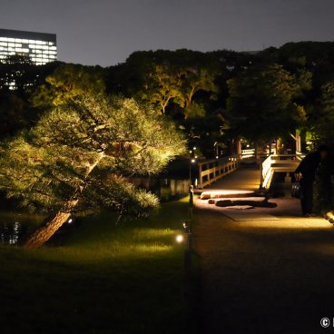 Hamarikyu Tsukimi Sanpo (Tokyo), Night view of the bridge on Shioiri-no-ike pond and a Japanese pine tree