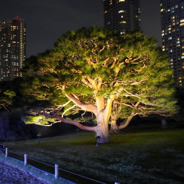 Hamarikyu Tsukimi Sanpo (Tokyo), Japanese pine tree illuminated at night 2