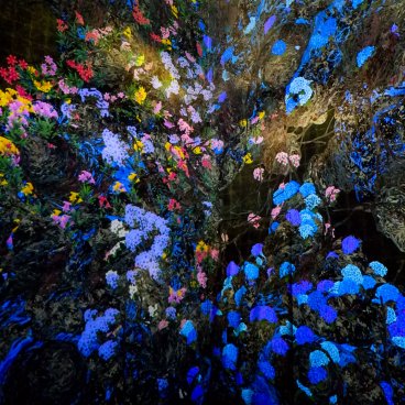 teamLab Biovortex Kyoto, Continuous Life and Death at the Now of Eternity