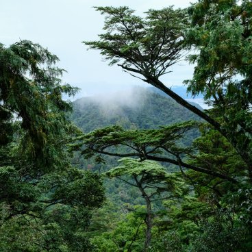Mount Misen (Miyajima), View on the primeval forest