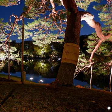 Autumn Illuminations in Rikugi-en (Tokyo), Pine tree of the Japanese garden with a special lightening