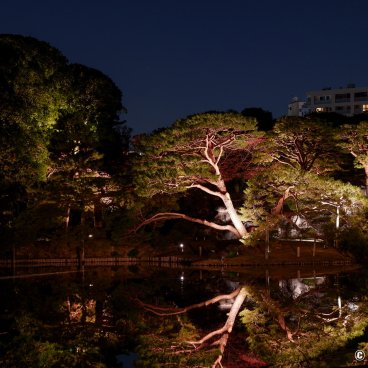 Autumn Illuminations in Rikugi-en (Tokyo), Illuminated pine trees and their reflection in the pond