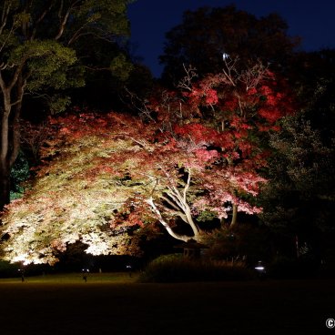 Autumn Illuminations in Rikugi-en (Tokyo), Night view on the reddening koyo foliage