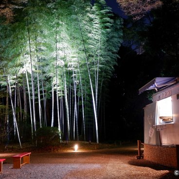 Autumn Illuminations in Rikugi-en (Tokyo), Night view on a bamboo grove and a yatai food stall
