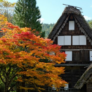 Hida no Sato (Takayama), Traditional Gassho-zukuri thatched-roof house in autumn