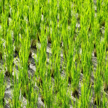 Hida no Sato (Takayama), Rice paddy
