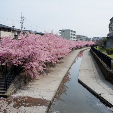 Yodo Suiro Waterway (Kyoto), Canal lined with blooming Kawazu-zakura cherry trees