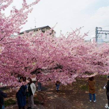 Yodo Suiro Waterway (Kyoto), Sightseers during the Kawazu-zakura cherry blossom season in early March