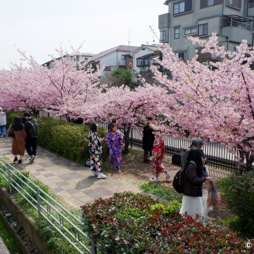 Yodo Suiro Waterway (Kyoto), People strolling under the early-blooming Sakura