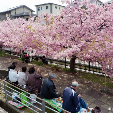 Yodo Suiro Waterway (Kyoto), Japanese people eating their lunch under the blooming Kawazu cherry in March 