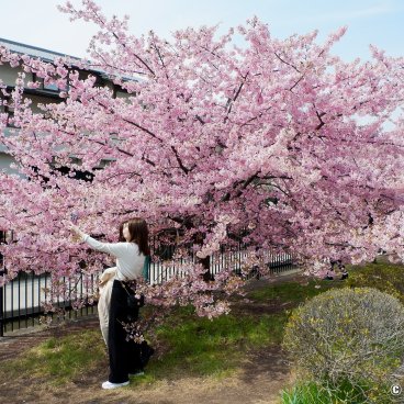 Yodo Suiro Waterway (Kyoto), People taking pictures during the Kawazu cherry blossoms season