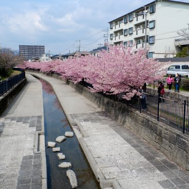 Yodo Suiro Waterway (Kyoto), Canal lined with blooming Kawazu-zakura cherry trees 2