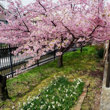 Yodo Suiro Waterway (Kyoto), Blooming cherry trees and daffodils in early March