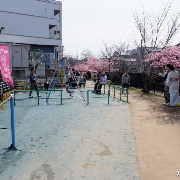 Yodo Suiro Waterway (Kyoto), Kids' playground along the path lined with blooming cherry trees