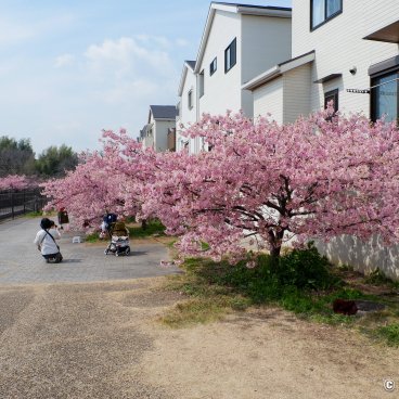 Yodo Suiro Waterway (Kyoto), Kawazu-zakura trees in bloom next to residential housing along the canal