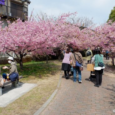 Yodo Suiro Waterway (Kyoto), People walking along the canal during the early-blooming cherry trees season in early March 2