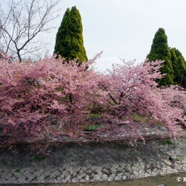 Yodo Suiro Waterway (Kyoto), Early-blooming cherry trees by the water in early March