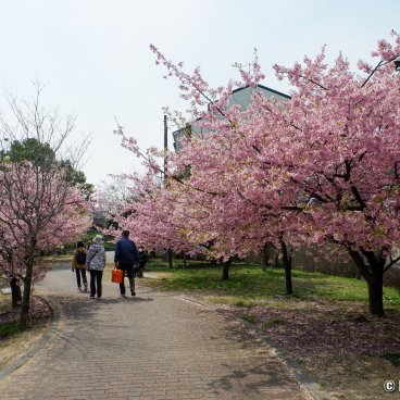 Yodo Suiro Waterway (Kyoto), People walking along the canal during the early-blooming cherry trees season in early March 3