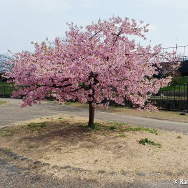 Yodo Suiro Waterway (Kyoto), Kawazu-zakura tree at its blooming peak 2