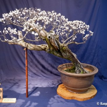 Nagahama Bonbaiten (Lake Biwa), Display of the potted plum tree called Myosho