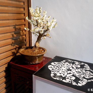 Nagahama Bonbaiten (Lake Biwa), Display of a ume plum tree with white flowers