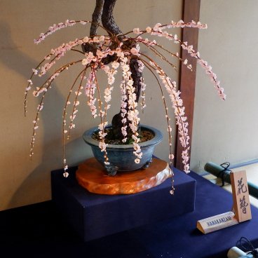 Nagahama Bonbaiten (Lake Biwa), Display of the potted plum tree called Hanakanzasi