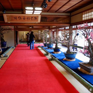 Nagahama Bonbaiten (Lake Biwa), Exhibition of potted plum bonsai in a tatami room