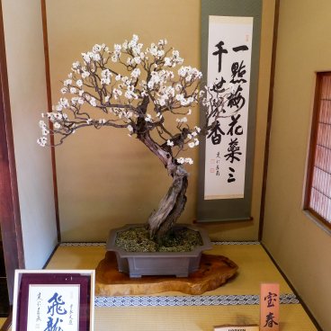 Nagahama Bonbaiten (Lake Biwa), Display of the potted plum tree called Hosyun