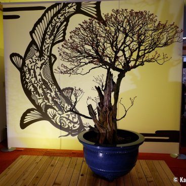 Nagahama Bonbaiten (Lake Biwa), Display of a budding plum bonsai