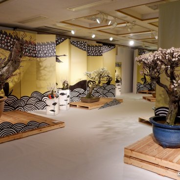 Nagahama Bonbaiten (Lake Biwa), Blooming plum bonsai exhibition at the end of winter
