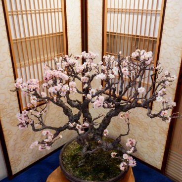 Nagahama Bonbaiten (Lake Biwa), Display of a ume plum tree with soft pink flowers