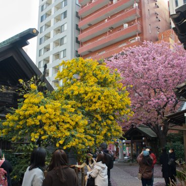 Kuramae-jinja (Tokyo), Sightseers under the mimosa and early-blooming cherry tree in early March