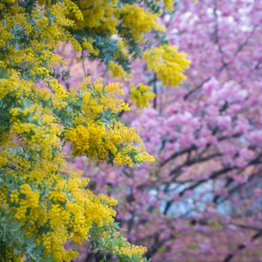 Kuramae-jinja (Tokyo), Mimosa flowers and Kawazu cherry blossoms in early March