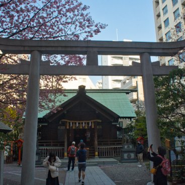 Kuramae-jinja (Tokyo), Kawazu cherry tree near the torii gate and the main pavilion of the shrine
