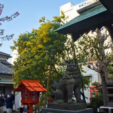 Kuramae-jinja (Tokyo), Komainu statue and mimosa flowers