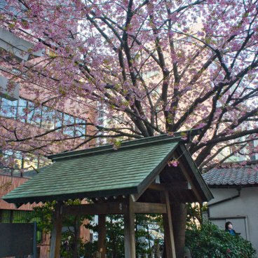 Kuramae-jinja (Tokyo), Early cherry tree in bloom and ablution pavilion