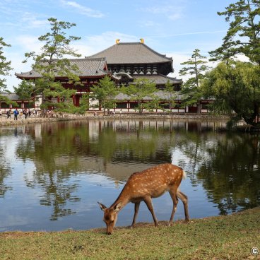 Nara, Kagami-ike pond in front of the Todai-ji building home to the Great Buddha statue