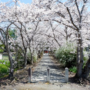 Nara, Cherry blossom tunnel in Yakushi-ji temple in the west of the city