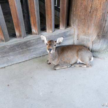 Nara, A shika deer crouching at the entrance of Todai-ji temple