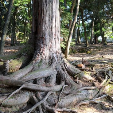 Nara, Shika deers lying down in the tree roots of Nara Park