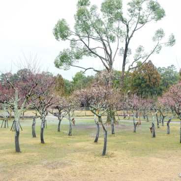 Nara, Blooming plum trees in Kataoka Bairin park in February
