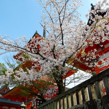 Shunbun no Hi, Blooming cherry tree in Kiyomizu-dera temple in Kyoto