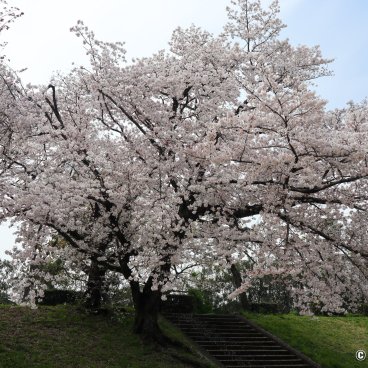 Shunbun no Hi, Blooming cherry tree on the banks of the Kamo-gawa river in Kyoto