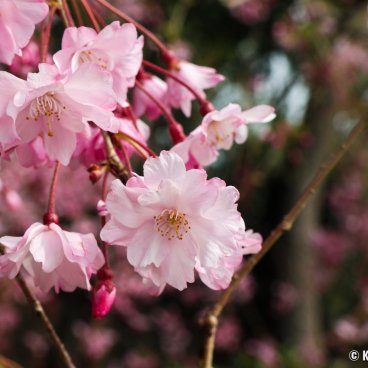 Shunbun no Hi, Cherry blossoms on the banks of the Kamo-gawa river in Kyoto