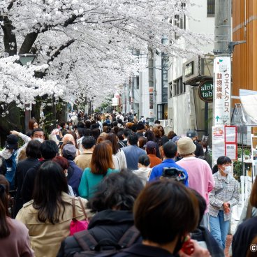 Shunbun no Hi, Crowd watching the cherry blossoms on the bank of the Meguro-gawa river in Tokyo