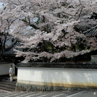 Nanzen-ji (Kyoto), Yoyogi Park, Sakura blossoms at the entrance of the temple in the end of March and early April