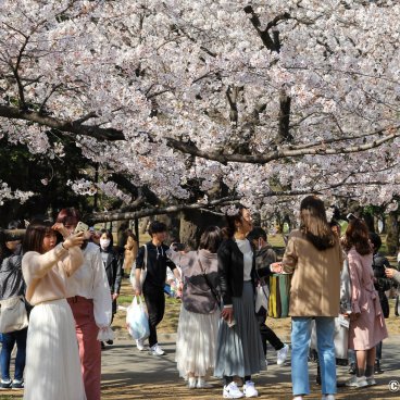 Yoyogi Park, Hanami under the cherry blossoms at the end of March and early April
