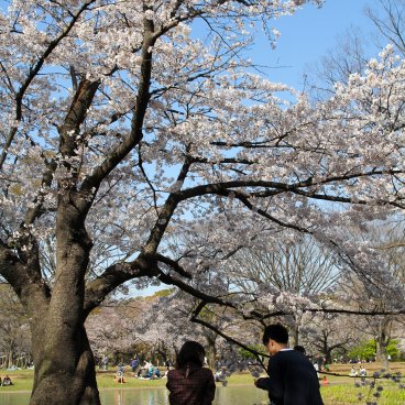 Yoyogi Park, Hanami under the cherry blossoms at the end of March and early April 2